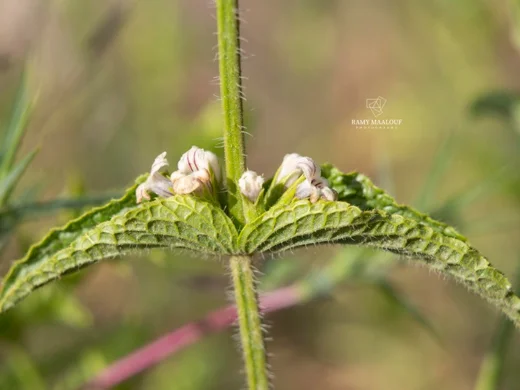 Sideritis pullulans