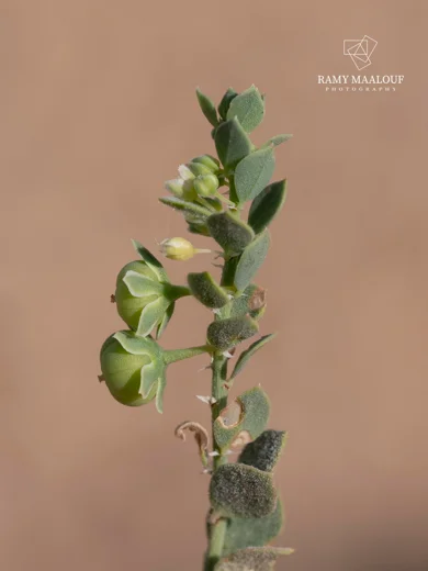 Andrachne telephioides