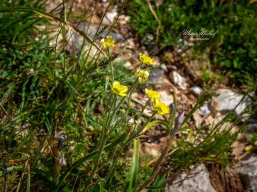 Ranunculus millefolius subsp. hierosolymitanus