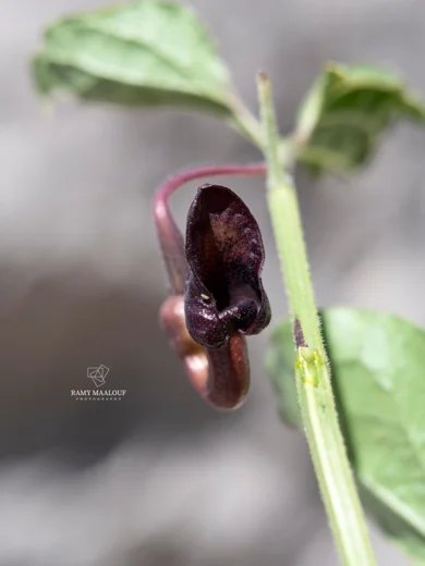 Aristolochia scabridula