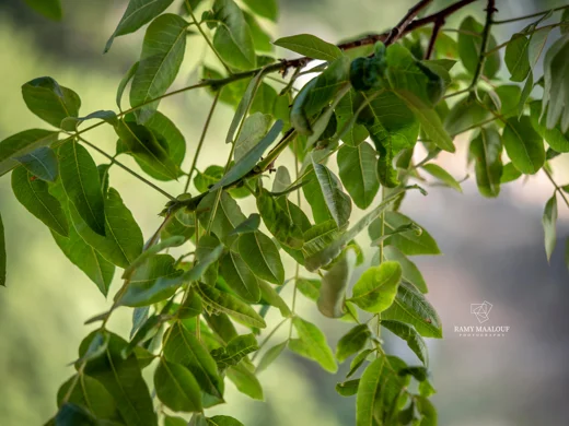 Pistacia terebinthus subsp. palaestina