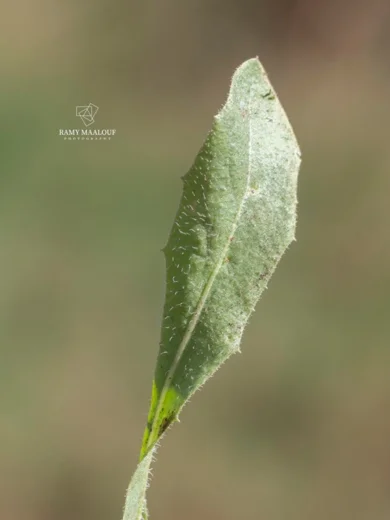سراغة سورية