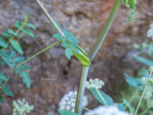 Angelica sylvestris