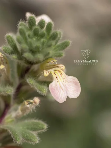 Ajuga chamaepitys subsp. tridactylites