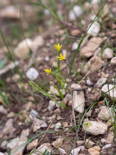 Gagea gageoides