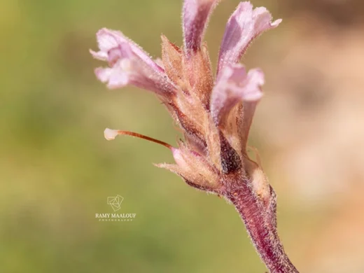 Orobanche camptolepis