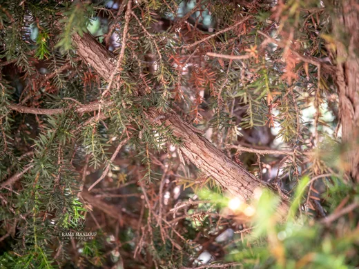 Juniperus deltoides