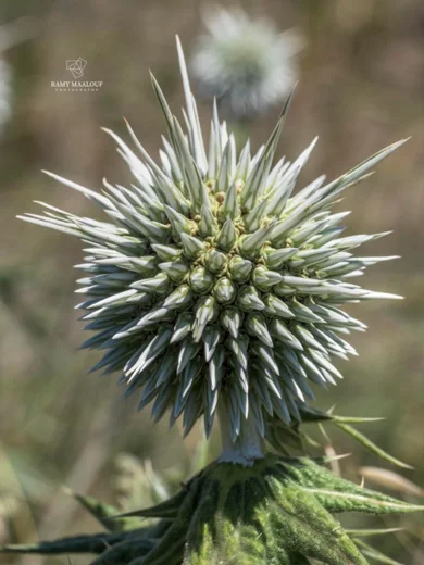 Echinops spinosissimus subsp. bithynicus