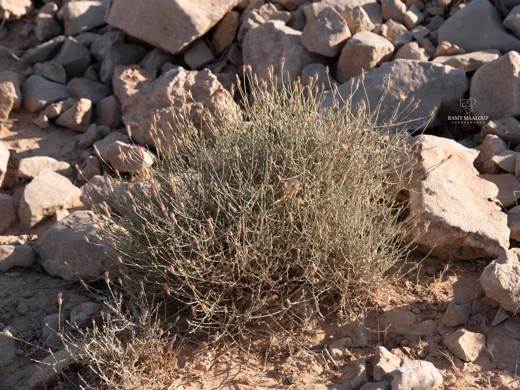 Jurinea staehelinae