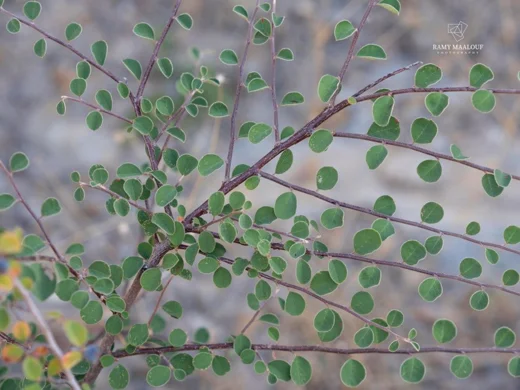 قطنية درهمية