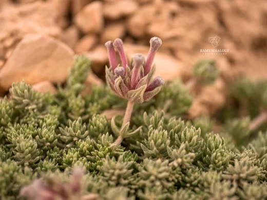 Asperula glomerata