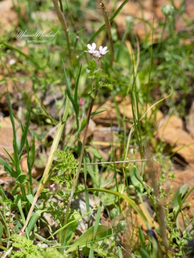 Orlaya daucoides