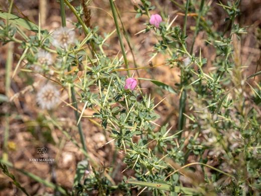 Ononis spinosa subsp. leiosperma