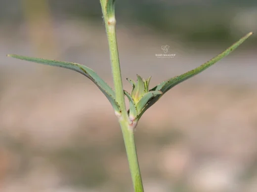 Tragopogon buphthalmoides