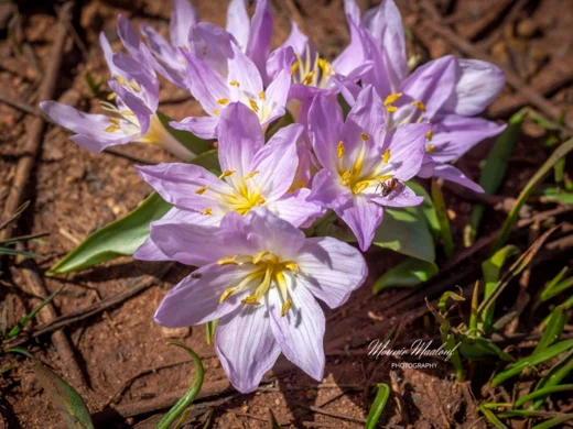 Colchicum szovitsii subsp. brachyphyllum