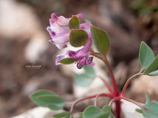Corydalis erdelii
