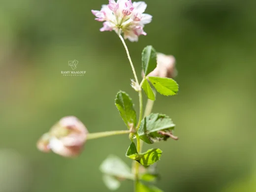 Trifolium erubescens