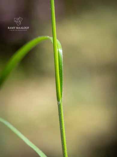 Carex pallescens