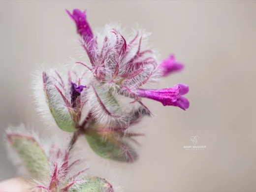 Clinopodium nummulariifolium