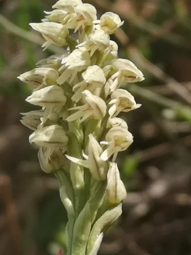 Neotinea maculata