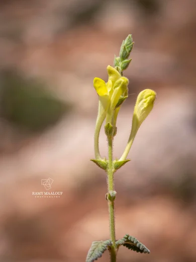 Scutellaria tomentosa