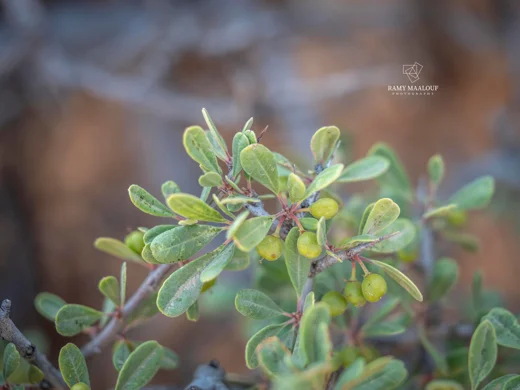 Rhamnus kurdica