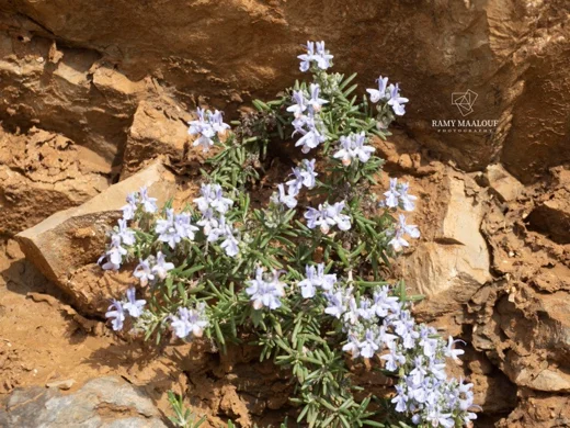 Salvia rosmarinus
