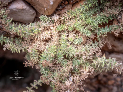 Galium canum