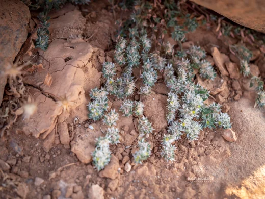 Paronychia chionaea