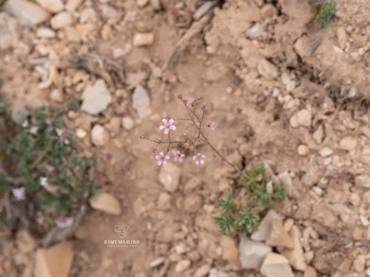 Gypsophila libanotica