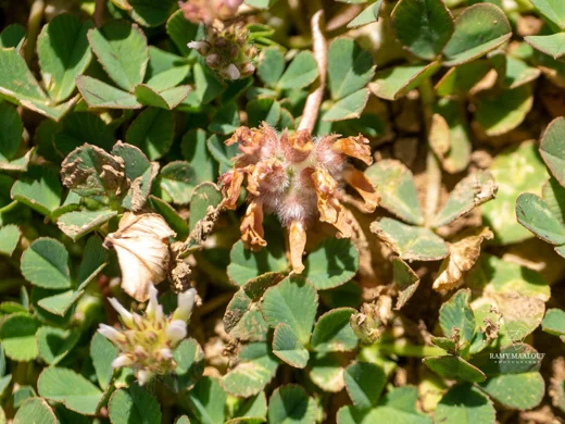 Trifolium modestum