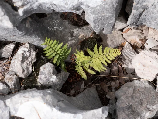 Dryopteris pallida