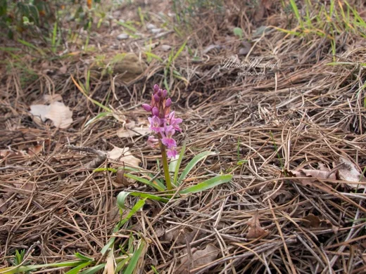 Dactylorhiza romana subsp. romana