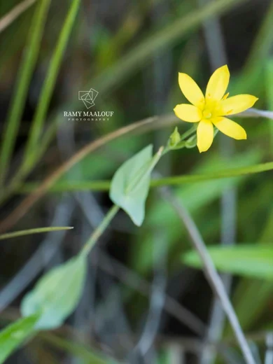 Blackstonia perfoliata