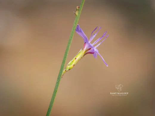 Astartoseris triquetra