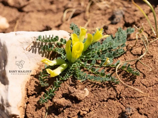 Astragalus nummularius subsp. trichopterus