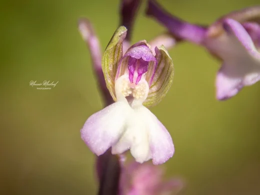 Anacamptis morio subsp. syriaca
