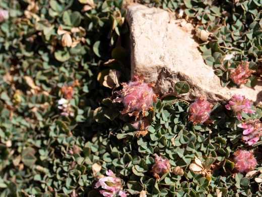 Trifolium modestum