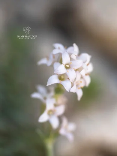 Galium incanum