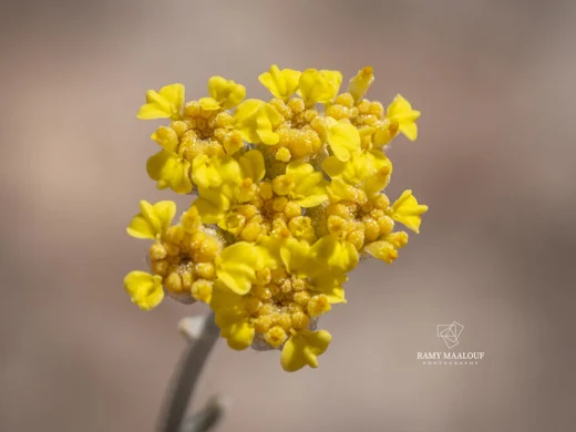 قيصوم منجلي