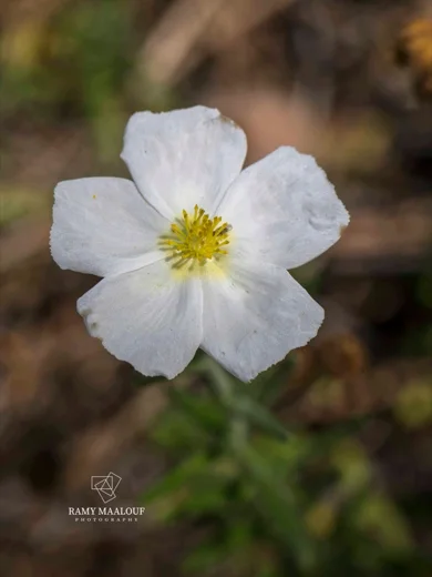 Cistus umbellatus subsp. libani