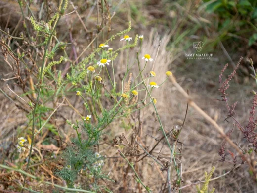 Tripleurospermum inodorum
