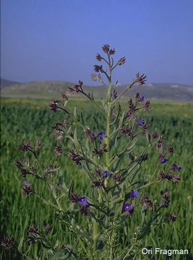 ذنب القط
