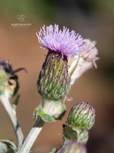 Cirsium creticum subsp. gaillardotii