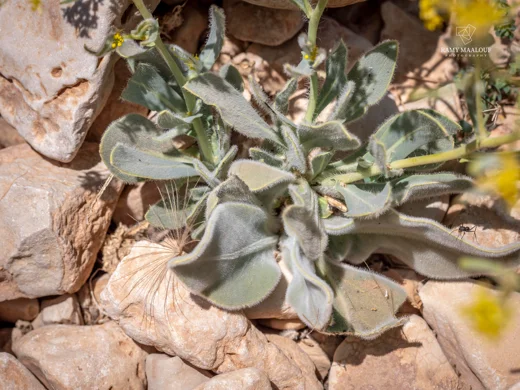 Isatis cappadocica subsp. macrocarpa