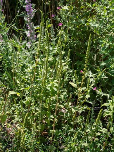 Amaranthus hybridus