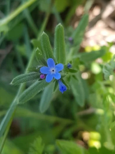 Buglossoides incrassata