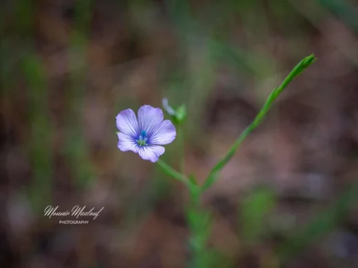 Linum bienne