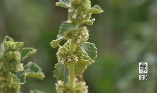 سموة