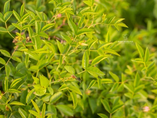 Rosa × andegavensis